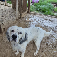 Setter inglese con pedigree