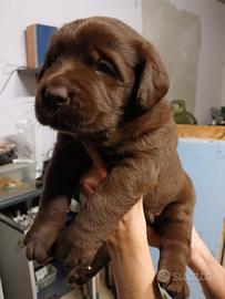 Cucciolo labrador chocolate