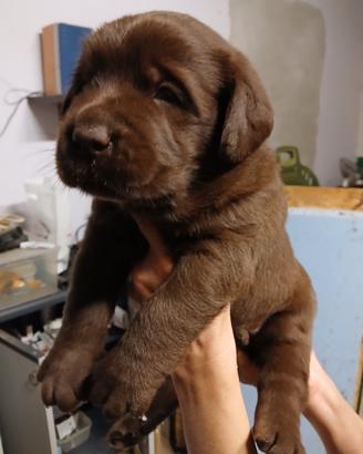 Cucciolo labrador chocolate
