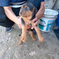 Cagnolina