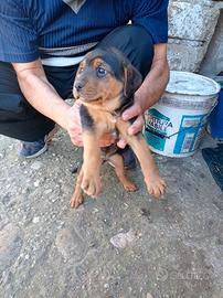 Cagnolina