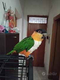 Pappagallo Caicco