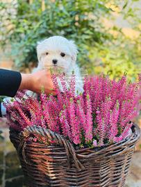 Cuccioli maltesi 3 mesi