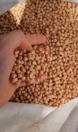 CECI puliti con selezionatrice ottica