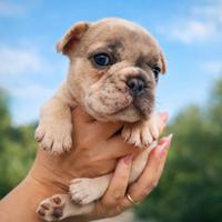 Bulldog Francese