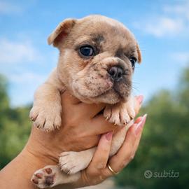 Bulldog Francese