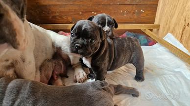 Bulldog francese maschio