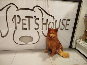 Cagnolino taglia medio piccola tripode