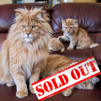 Cuccioli di Leongatto in attesa certificato ENFSE