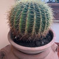 Cactus kactus grande