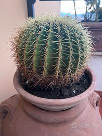 Cactus kactus grande