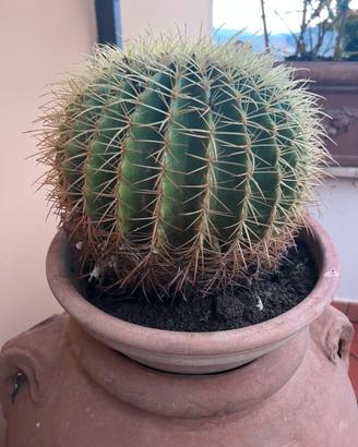 Cactus kactus grande