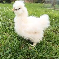 Galline ornamentali Moroseta