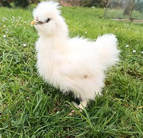 Galline ornamentali Moroseta