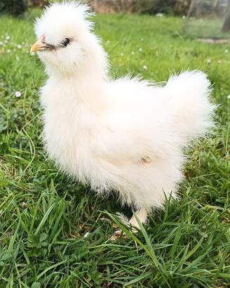 Galline ornamentali Moroseta