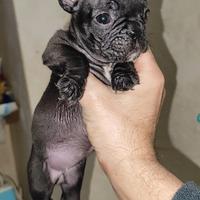 Bulldog Francese