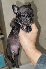 Bulldog Francese