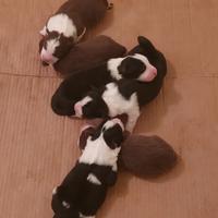 Cuccioli Border Collie