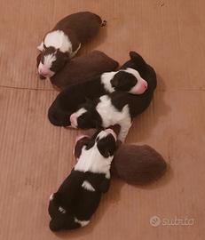 Cuccioli Border Collie