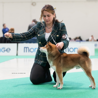 Maschio Shiba inu disponibile per accoppiamento