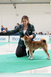Maschio Shiba inu disponibile per accoppiamento
