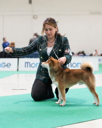 Maschio Shiba inu disponibile per accoppiamento