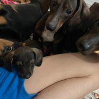 Cuccioli di Bassotti