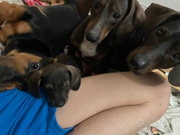 Cuccioli di Bassotti