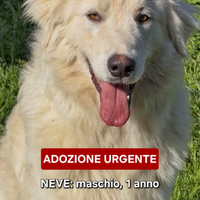 Neve, 1 anno, taglia grande