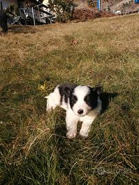 Cuccioli di Border Collie
