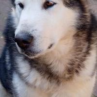 Alaskan Malamute maschio per accoppiamento