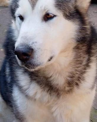 Alaskan Malamute maschio per accoppiamento