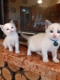 Gattini cuccioli siamesi simili