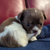 Cuccioli di chihuahua