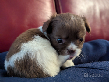 Cuccioli di chihuahua