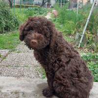 Lagotto romagnolo x monta