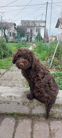 Lagotto romagnolo x monta