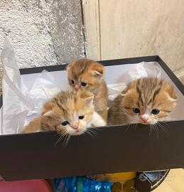 Scottish Fold-Straight
