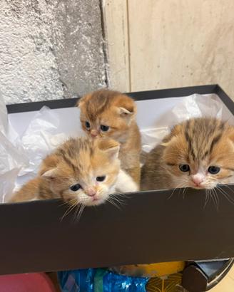Scottish Fold-Straight