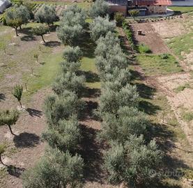 Olivi e piante da frutto