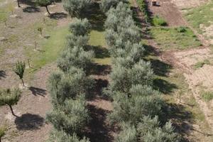 Olivi e piante da frutto
