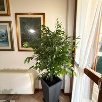 Beniamino artificiale