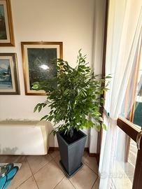 Beniamino artificiale