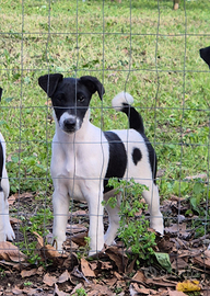 Fox terrier pelo liscio