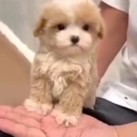 Maltipoo