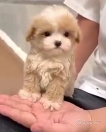 Maltipoo