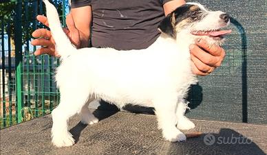 Jack Russell femmina