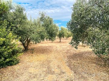 Sanluri - Uliveto di circa 2.200 mq