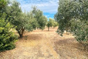 Sanluri - Uliveto di circa 2.200 mq