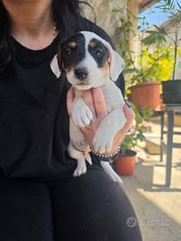 cucciolo di Jack russell